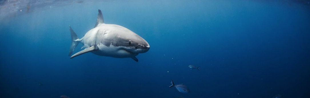 GIFT VOUCHER - Swim with the Great Whites (Off-Peak)